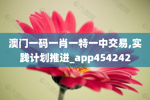 澳门一码一肖一特一中交易,实践计划推进_app454242