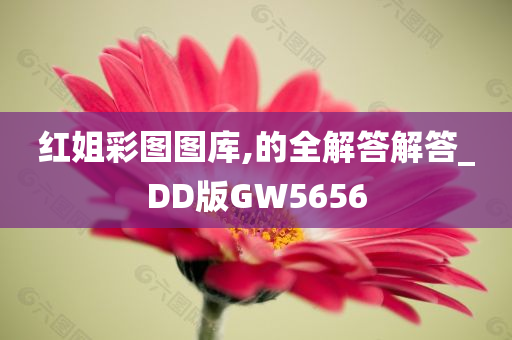 红姐彩图图库,的全解答解答_DD版GW5656