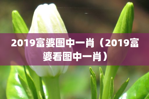 2019富婆图中一肖（2019富婆看图中一肖）