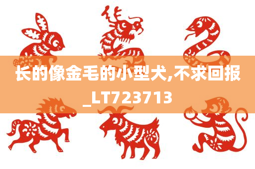 长的像金毛的小型犬,不求回报_LT723713